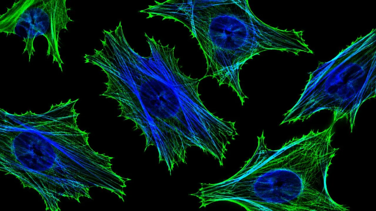 Actin filament diagram illustrating thymosin beta-4 and TB-500 actin-binding research